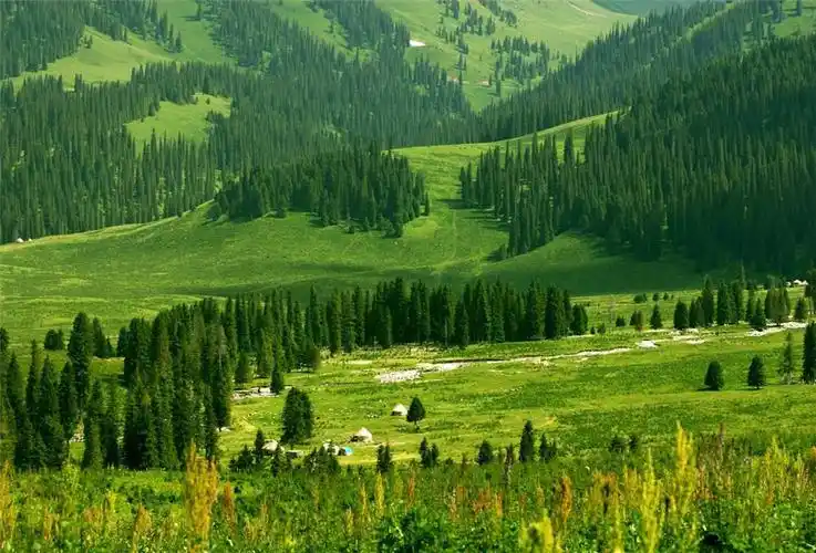 那拉提草原系亚高山草甸植物.