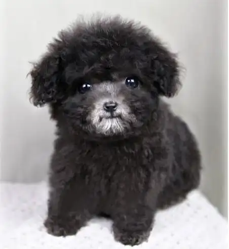 乖巧可爱的灰色泰迪