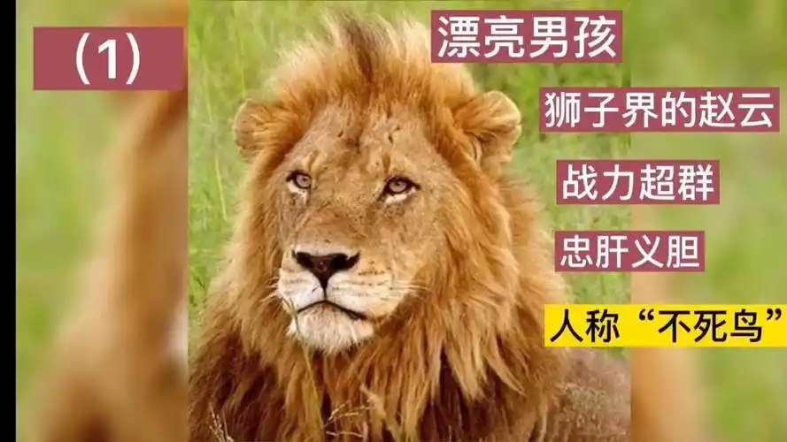 坏男孩联盟中的不死鸟老三 -漂亮男孩,战力到底有多强悍!