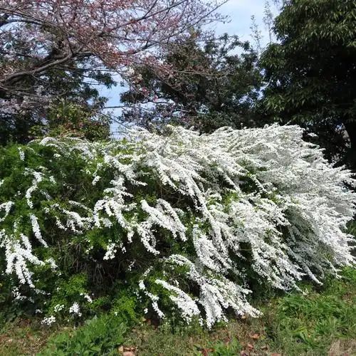 大林男单瓣喷雪花雪柳盆栽耐寒耐热春季开花花卉