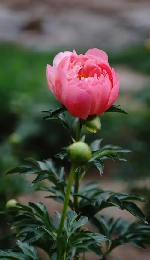 大芍药花名贵 大芍药花-图片大观-奇异网