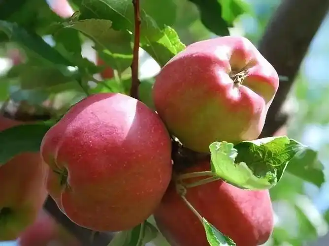 苹果本不叫苹果古人取了个很唯美的名字被日本人沿用至今