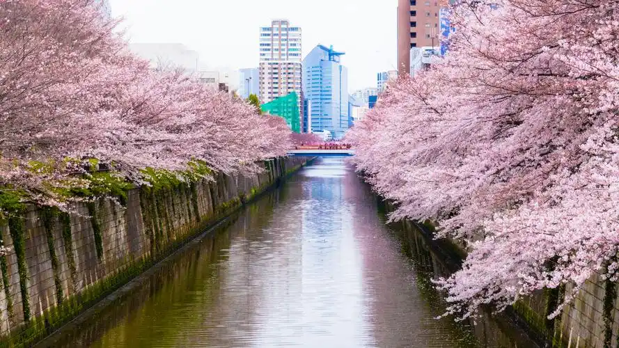 樱花季之东京篇 | 十里樱花十里春