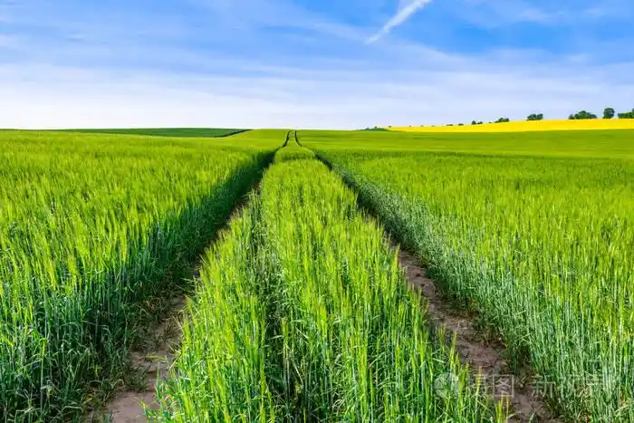 草地,青麦田和穿越农田的道路