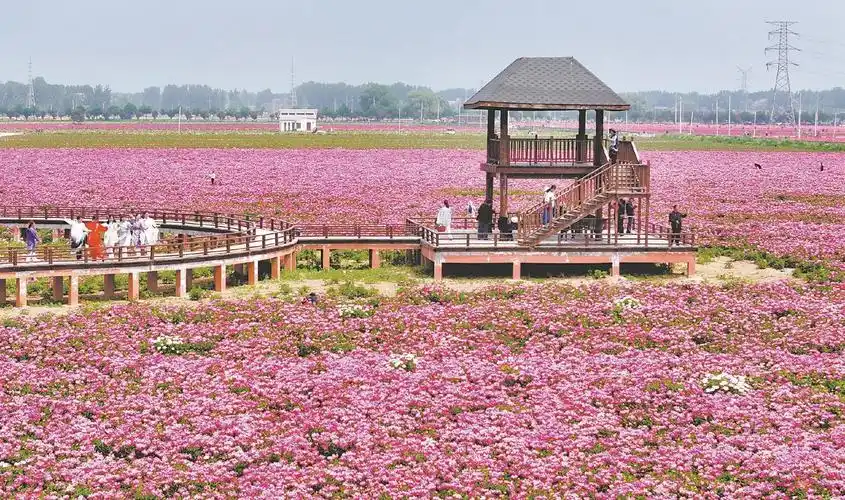 在亳州谯城区十八里镇蒋李村,游人在芍药花海里赏花游玩.