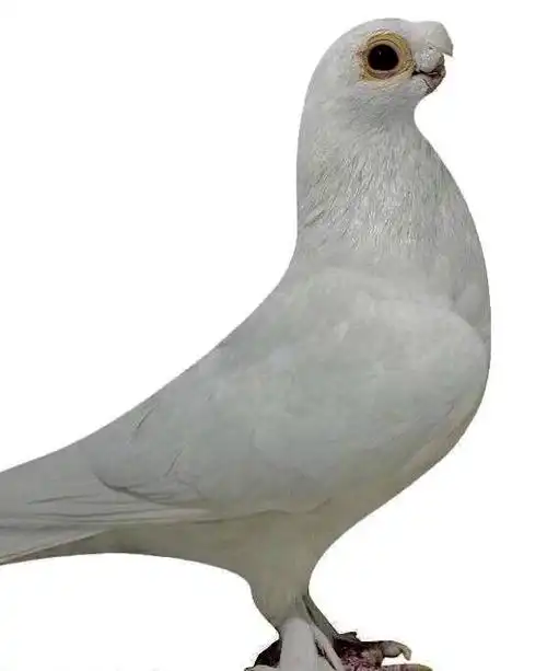 我喜欢豆眼白,觉得它白身子配黑眼睛更加显得漂亮,而一些人则认为金