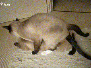 接下来,我们看一下公猫爱爱的动作. ▼