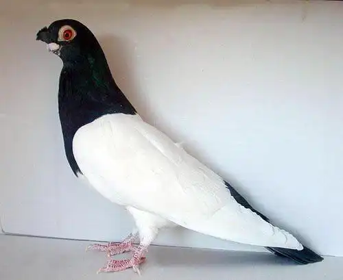特征是全身雪白,头,尾黑羽,与北京点子相同.