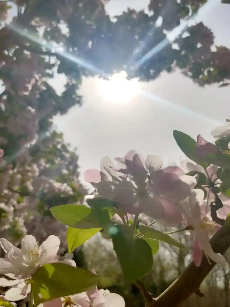 前段时间拍照片,抖音里面作品多,大同小异差不多,只因花朵千百 - 抖音