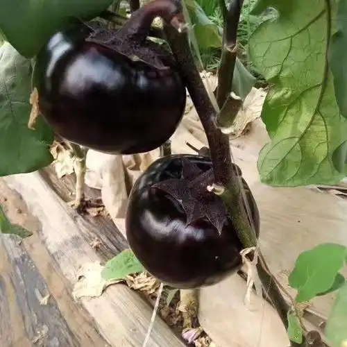 价格新品种黑美人茄子种苗旭冉农业批发供应茄子种苗价格实惠