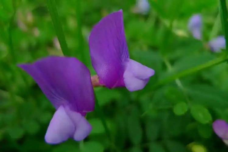 野豌豆花
