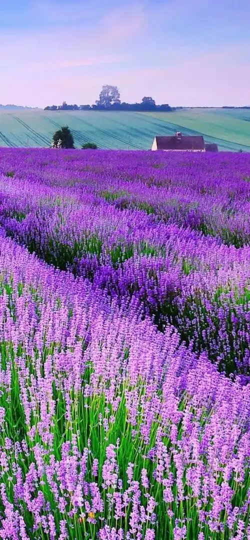 紫色唯美句子短句,紫色的唯美短句(浪漫唯美的紫色系背景图)