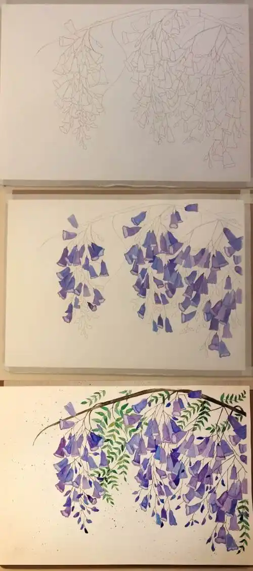 蓝花楹水彩画蓝花楹的绘画图片