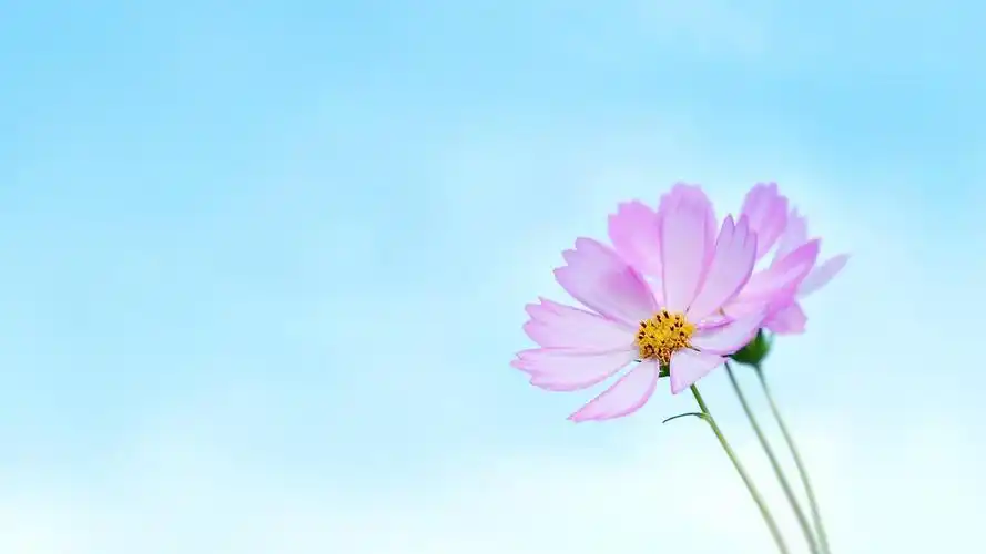 小清新lomo风格花朵壁纸桌面