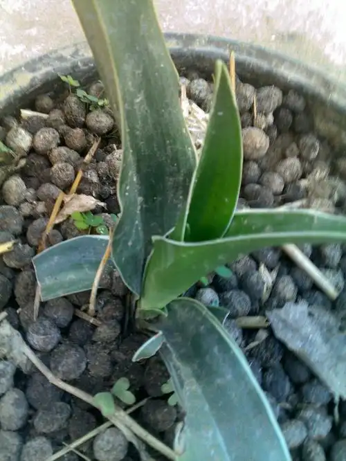 汉山奇药材怎么出售