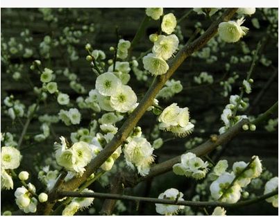 耐寒绿梅盆景树桩盆栽浓香绿萼梅花苗阳台庭院花卉植物室内外四季
