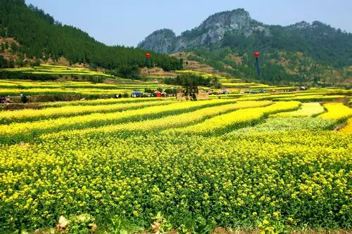 【新观察】春暖花开-手机随手拍-杭州19楼