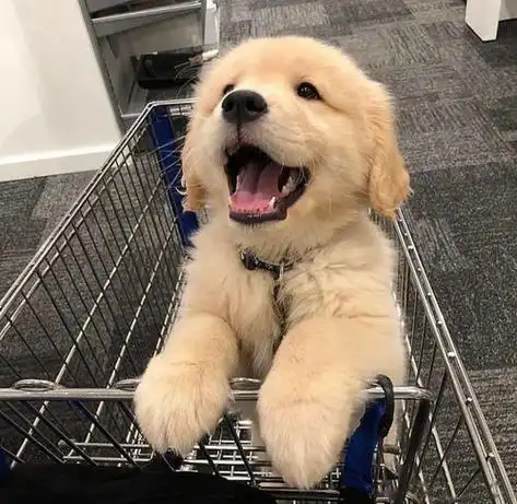 金毛不会微笑正常吗为什么,请问狗狗会笑吗