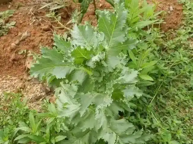 罂粟花|花瓣|叶子_网易订阅