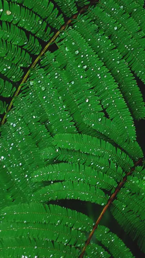 高清微信护眼图