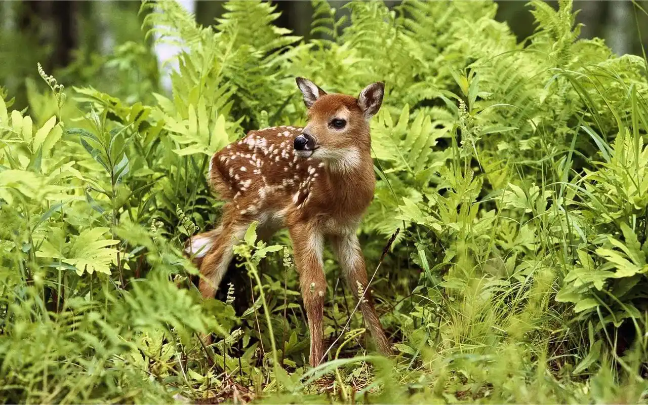 可爱梅花鹿,电脑桌面壁纸,2560x1600,电脑桌面壁纸