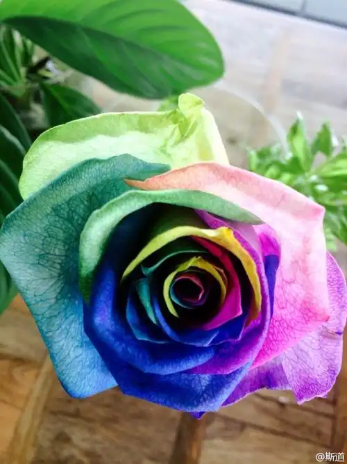 七彩玫瑰,由荷兰的peter van de werken所拥有的花卉公司推出的一种