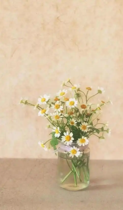 小雏菊壁纸 ·文艺ins风|喜欢小雏菊,却无关它的花语