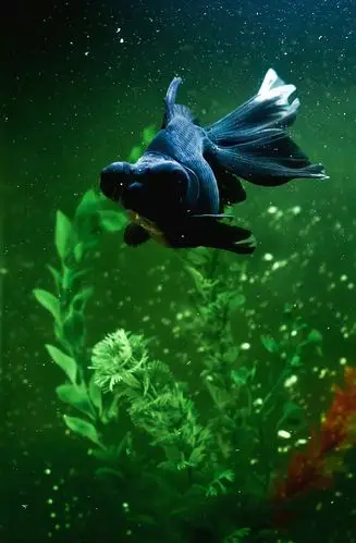 你见过有表情的金鱼吗?图片拍于2018年3月6日,拍摄者:【追影】