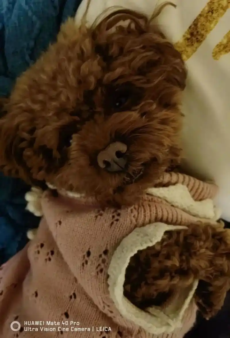 寻狗启示:如图棕色小泰迪,今年八岁,体重八斤,女孩,名字叫素 - 抖音