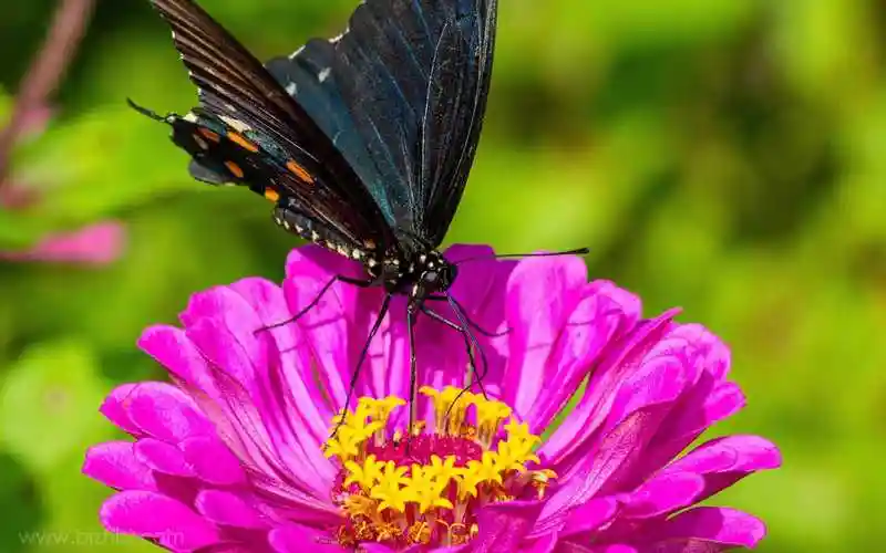 鲜艳的百日草与蝴蝶抖音最火背景图片-动物壁纸 - 壁纸家