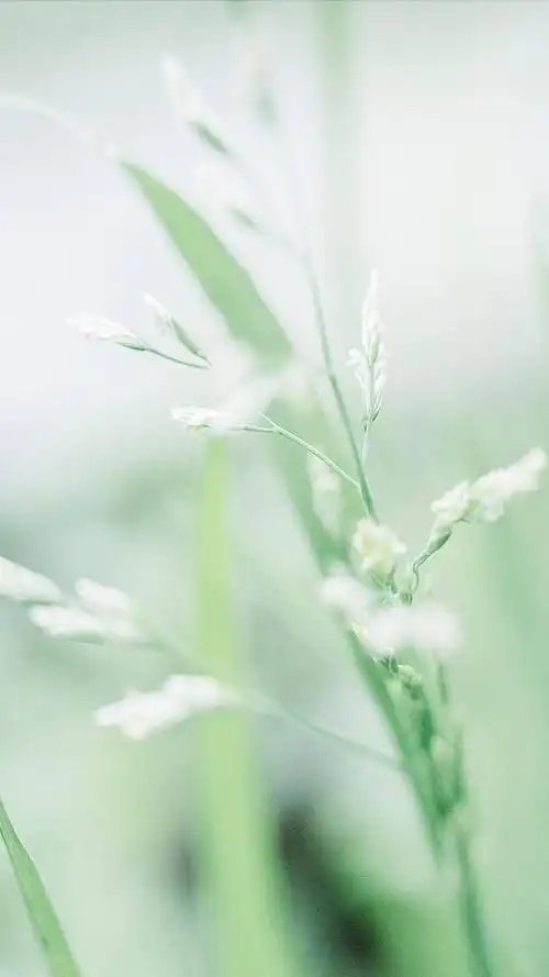 绿色小清新植物养眼写真,高清图片,手机锁屏桌面-壁纸族