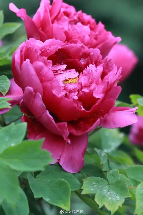 牡丹花开壁纸##花开种花家