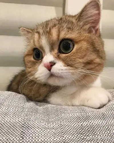 可以分享一下你手机里最可爱的猫咪照片吗