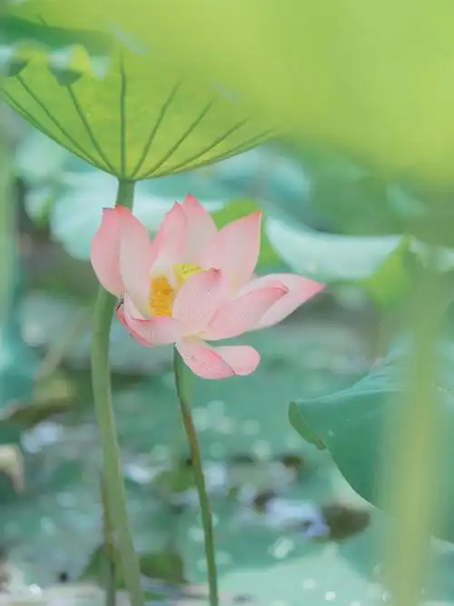 荷花奶油系调色叶大好乘凉