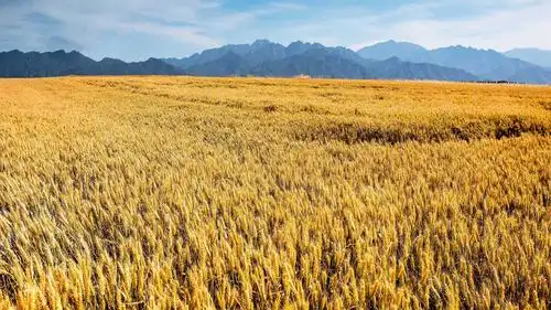 电脑壁纸 风景 最美丰收季