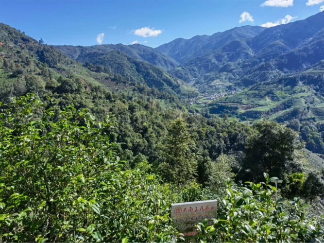 科技赋能云茶产业 冰岛老寨·王氏茶业联合濮艺杀青机开机仪式举行