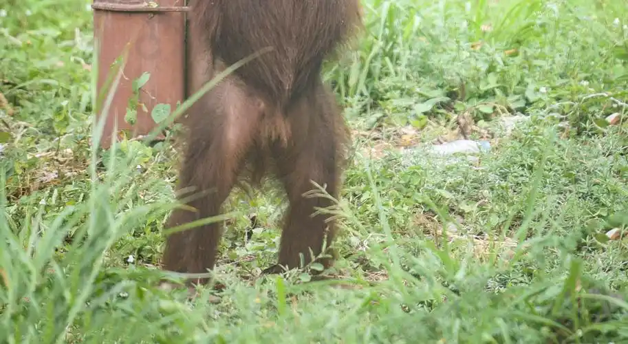 站立在动物园里的猩猩