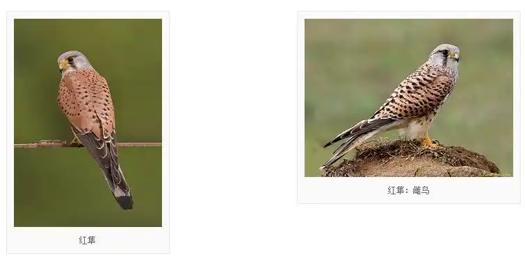 英文名:common kestrel)别名茶隼,红鹰,黄鹰,红鹞子,小型猛禽,属隼形