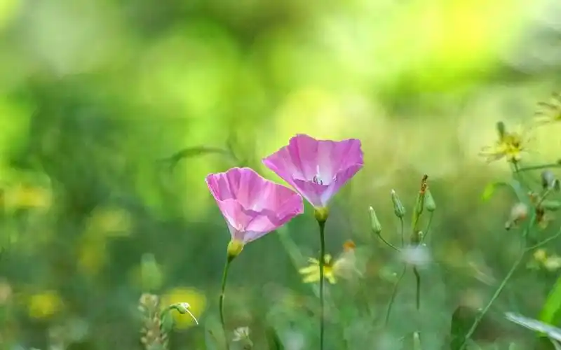小清新迷人的田旋花写真,高清壁纸图片,鲜花背景-回车桌面
