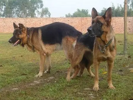 惠州地区优质的犬类繁殖|狗狗繁殖