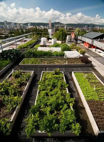 60平庭院种菜图片欣赏 怎么开一家家庭小菜园