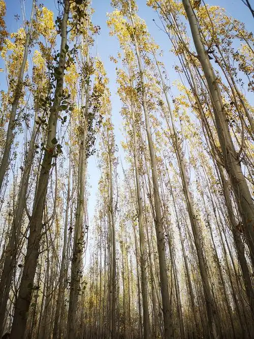 白杨树——极不平凡的树(huaweip20pro)