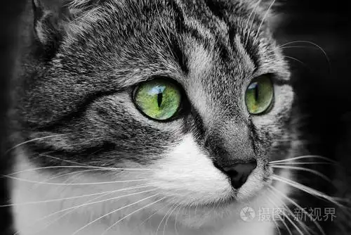 一只猫的脸和眼睛的特写镜头