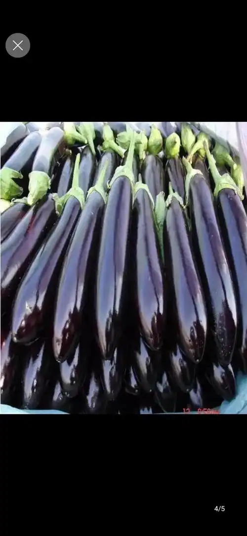 山东潍坊寿光市茄子苗 350.00元/件绿萼长茄绿