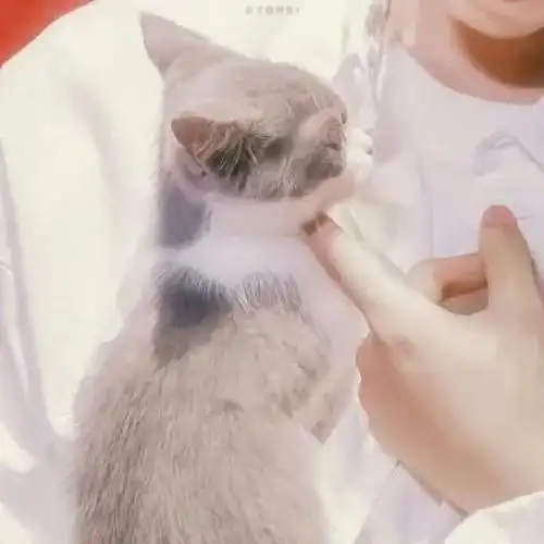 王俊凯情侣头像