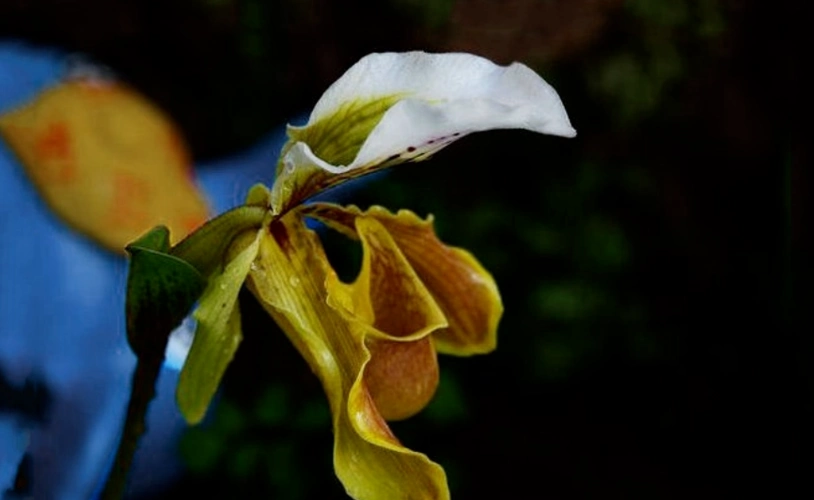 格力兜兰的鉴赏辨识与保护现状 -濒危物种志