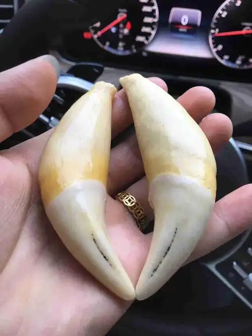 网上买了颗虎牙不知道是不是真的请内行人帮忙看看谢谢?