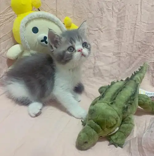 加菲英短混血宝宝找新家啦