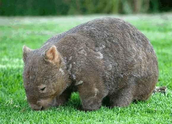 看看这些濒临灭绝的野生动物,大熊猫都不在其中