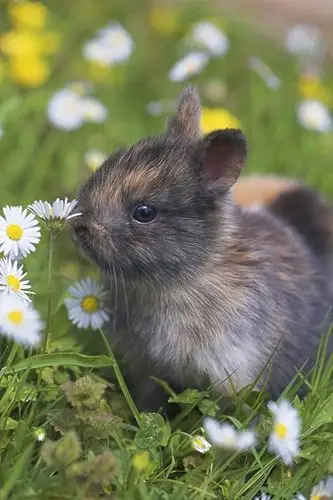 矮小,兔子,年轻,草地,雏菊,侧面,动物,哺乳动物,宠物,啮齿类动物,野兔